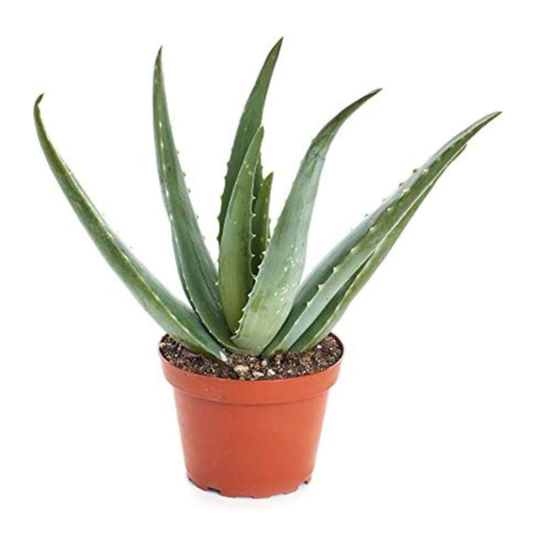 organic aloe vera plant Aloe Vera House Plant in 4" Grow Pot