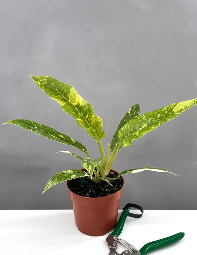 philodendron exotic Philodendron Ring of Fire Variegated