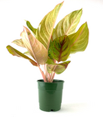 "Aglaonema Golden Papaya in Nursery Pot"