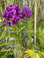 Purple Vanda Orchid Plant – Live Blooming Orchid