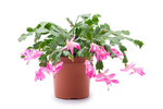 Pink Christmas Cactus (Schlumbergera truncata) β Beautiful Pink Flowers for Your Home