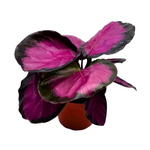 Calathea Rosy Pink Prayer Plant – Stunning Pet-Safe Houseplant