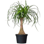 Ponytail Palm