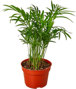 Parlor Palm