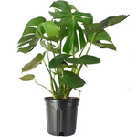Monstera