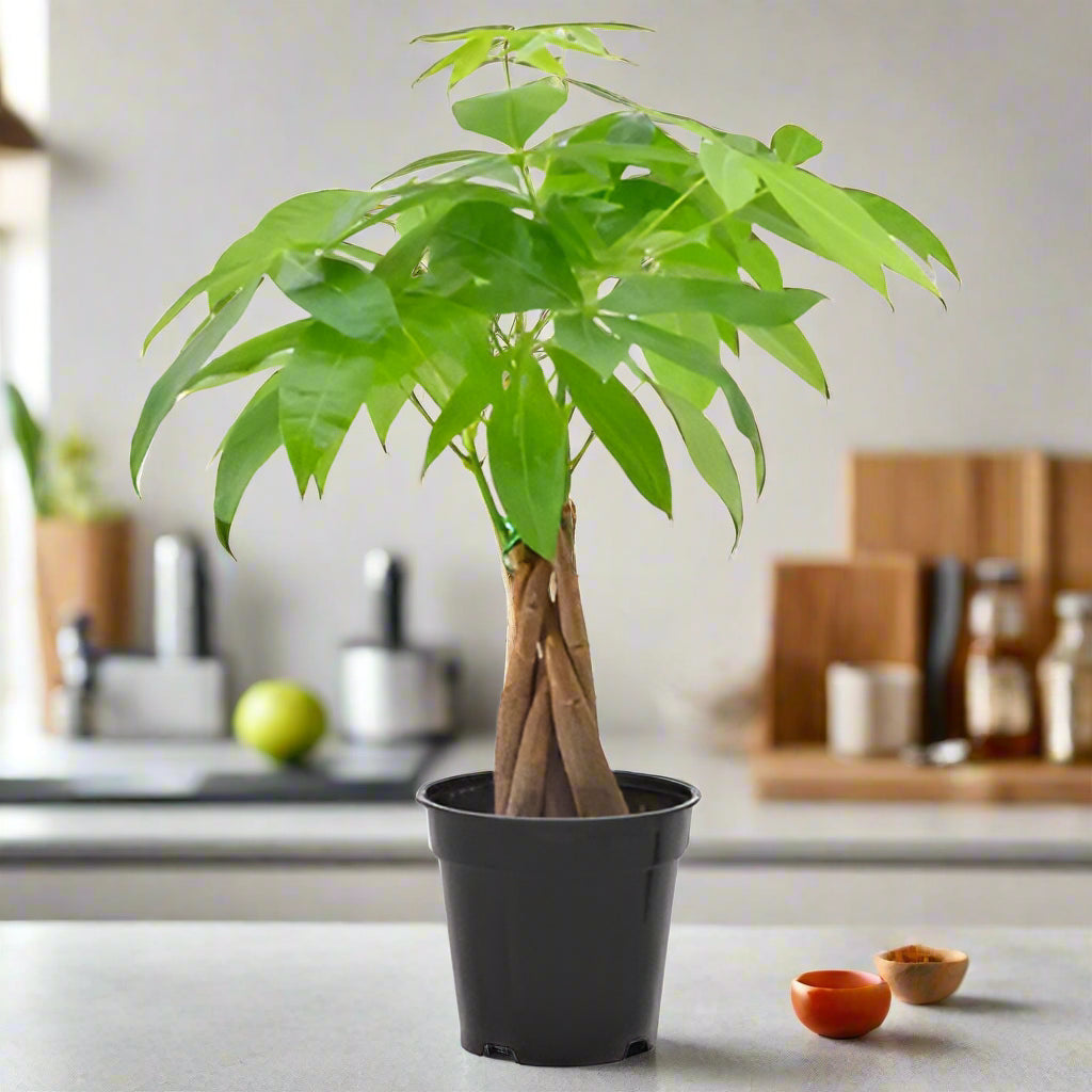 minime money trees sped up Mini Money Tree – Livinghomescape