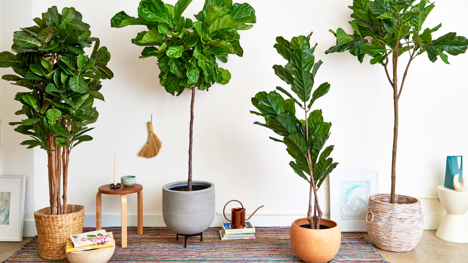 The Secret Power of Houseplants: Purify Your Air, Boost Your Health