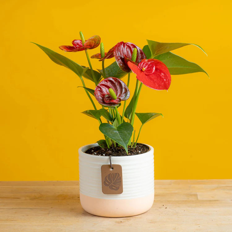 Red Anthurium