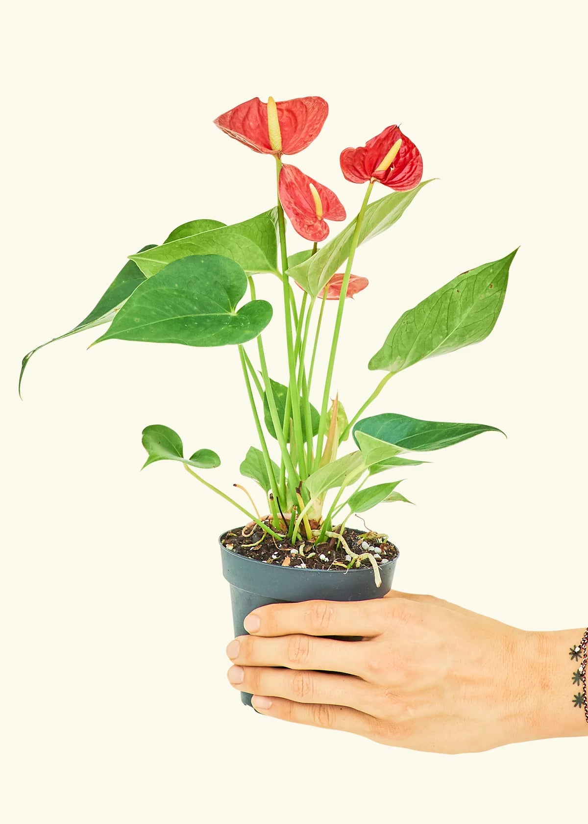 Red Anthurium