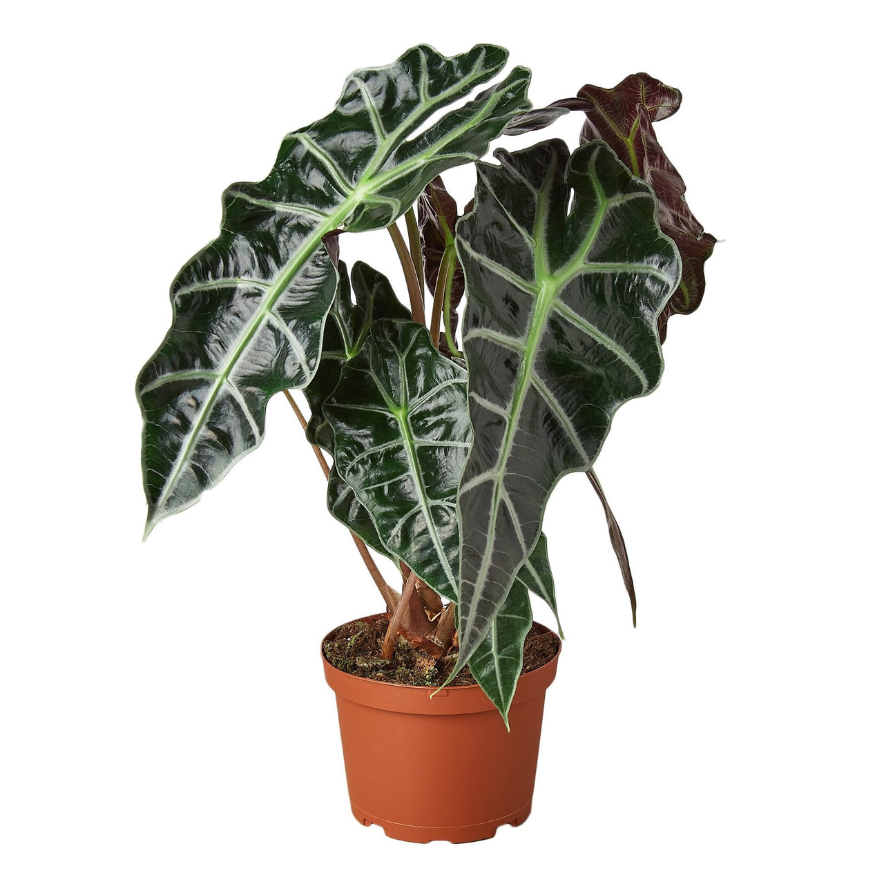 Alocasia Polly (African Mask Plant) – Striking, Exotic Indoor Houseplant
