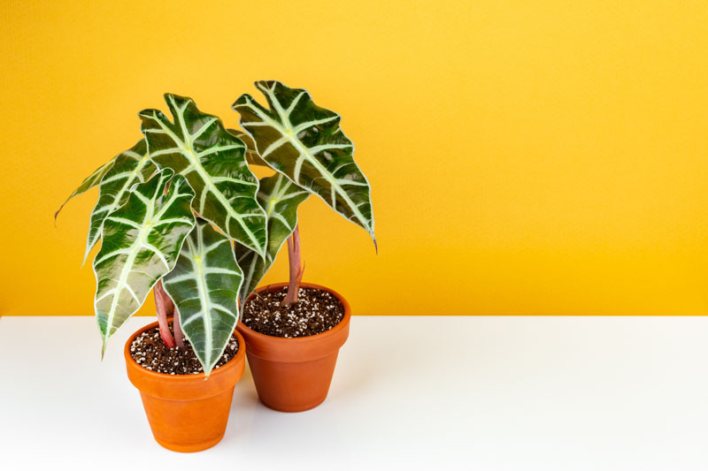 Alocasia Polly (African Mask Plant) – Striking, Exotic Indoor Houseplant