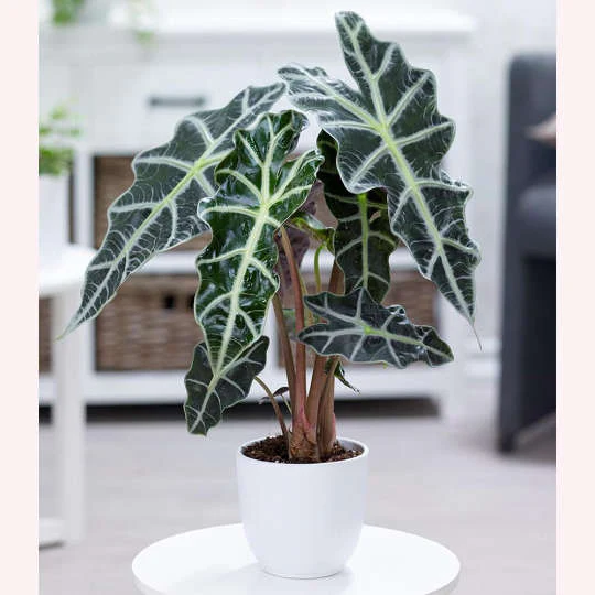 Alocasia Polly (African Mask Plant) – Striking, Exotic Indoor Houseplant