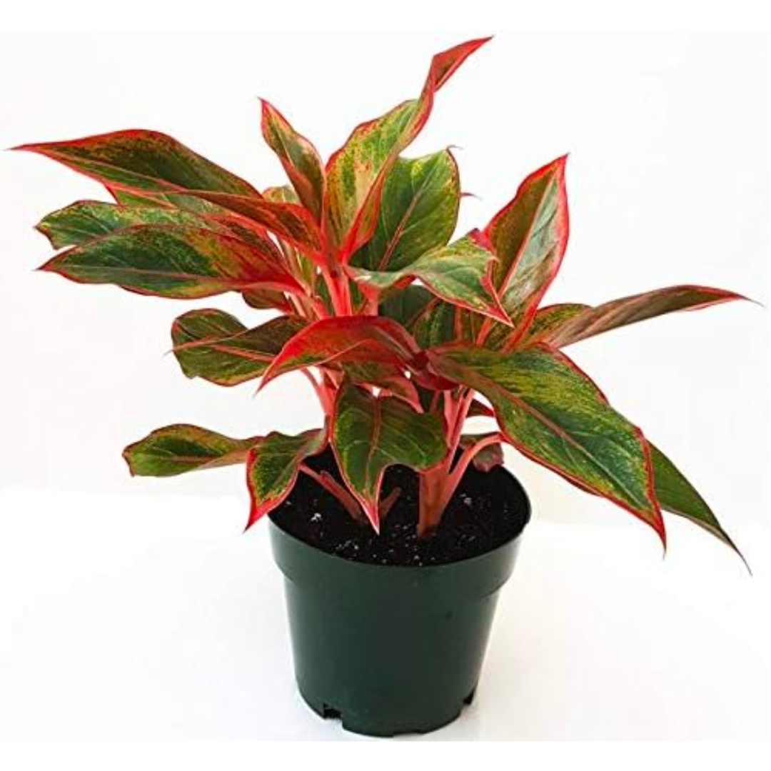 "Aglaonema Golden Papaya in Nursery Pot"


"Vibrant Aglaonema Golden Papaya Chinese Evergreen"


"Easy Care Aglaonema Golden Papaya Plant"


"Air Purifying Aglaonema Golden Papaya in Pot"


"Aglaonema Golden Papaya for Indoor Decor"
