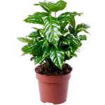 "Healthy Indoor Coffee Plant in Nursery Pot"
