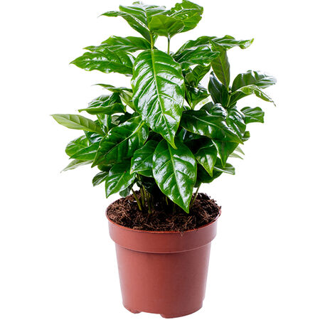 "Healthy Indoor Coffee Plant in Nursery Pot"
