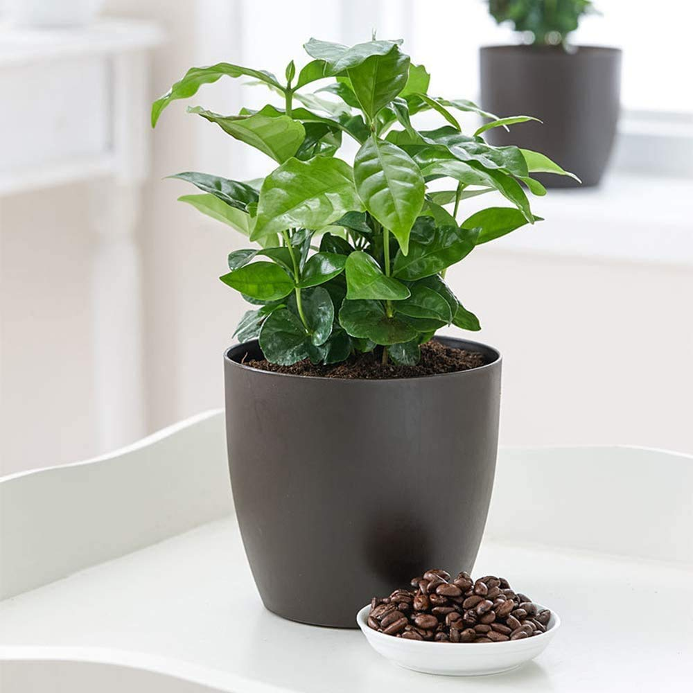 "Glossy Leaf Coffee Plant for Home Decor"
