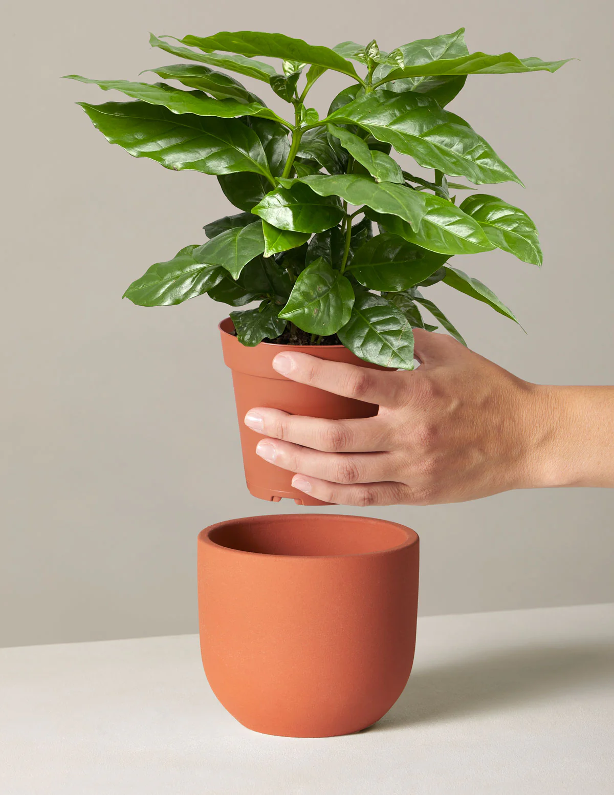 "Air Purifying Coffea Arabica Houseplant"


