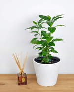"Tropical Coffee Plant Growing Indoors"
