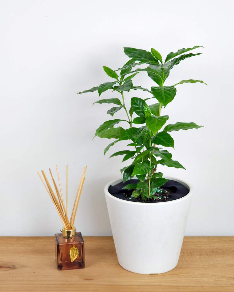 "Tropical Coffee Plant Growing Indoors"
