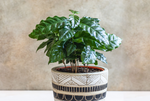 "Small Coffee Plant Perfect for Bright Rooms"

