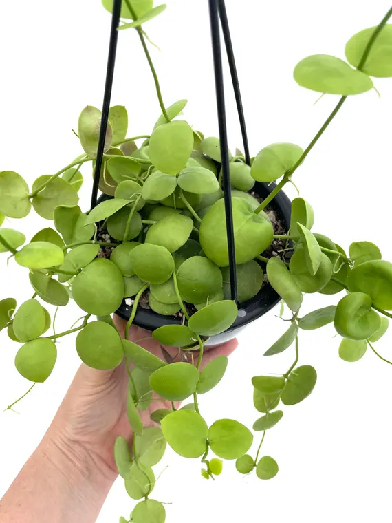 "Dischidia vidalii Ant Plant in hanging basket"
