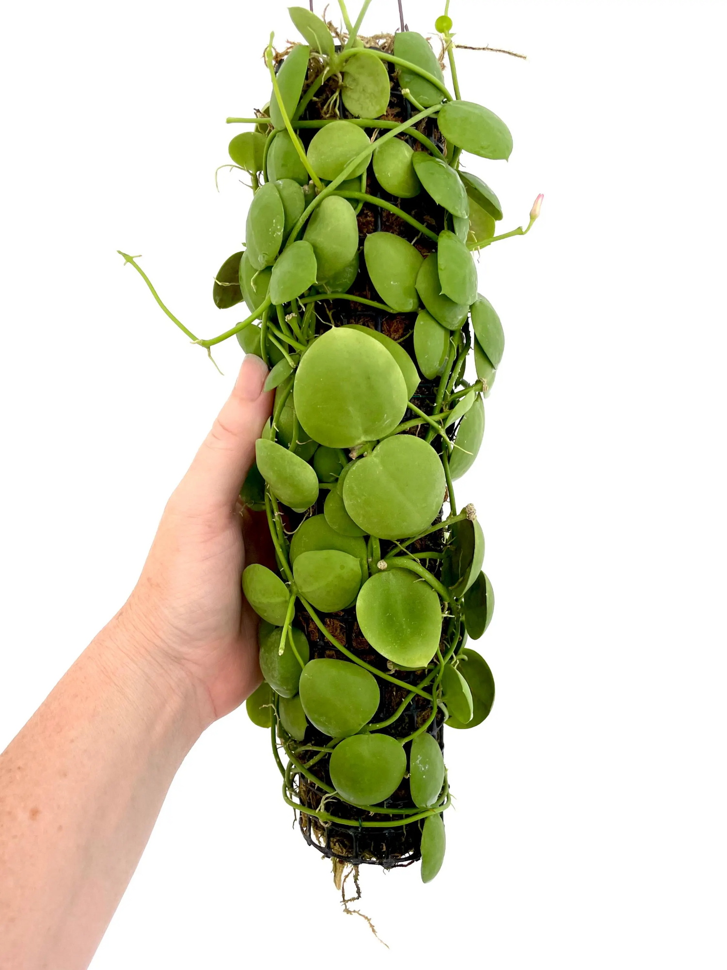 "Close-up of Dischidia vidalii pouch leaves"
