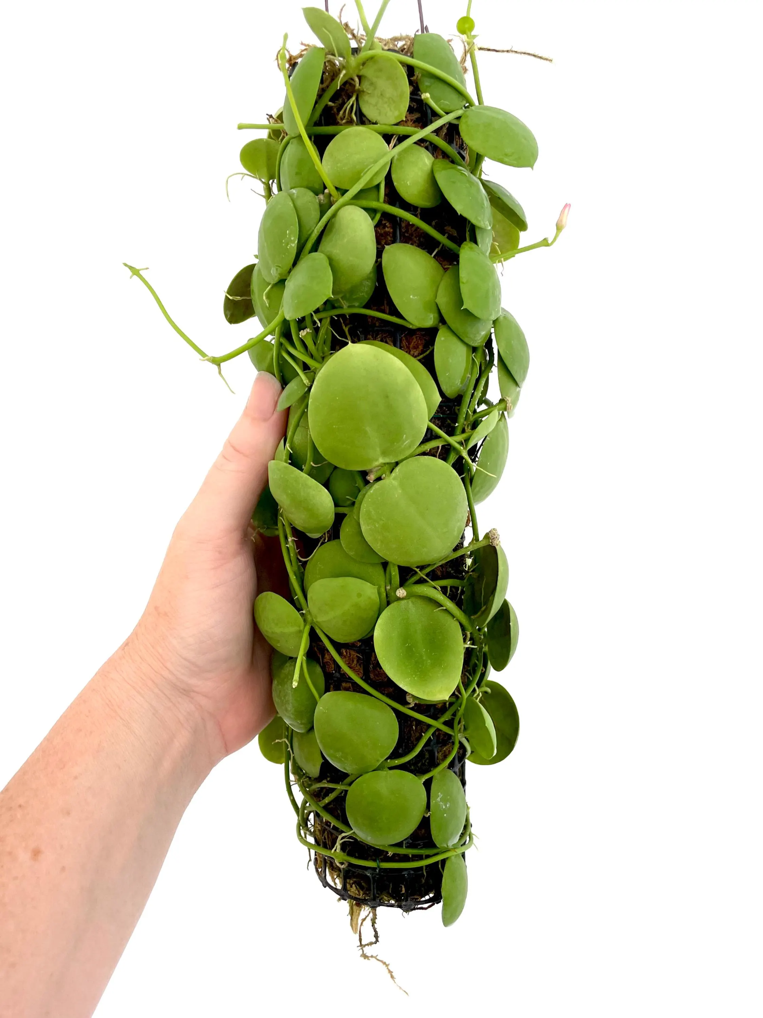 "Close-up of Dischidia vidalii pouch leaves"
