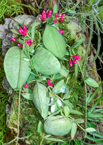 "Unique Dischidia vidalii plant with pocket-shaped leaves"
