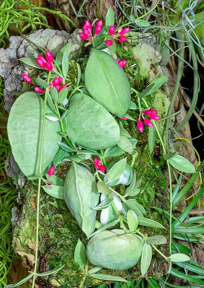 "Unique Dischidia vidalii plant with pocket-shaped leaves"
