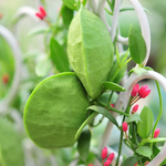 "Epiphytic Dischidia vidalii plant on display"