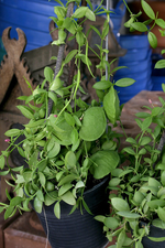 "Dischidia vidalii Kangaroo Pocket Plant in nursery pot"

