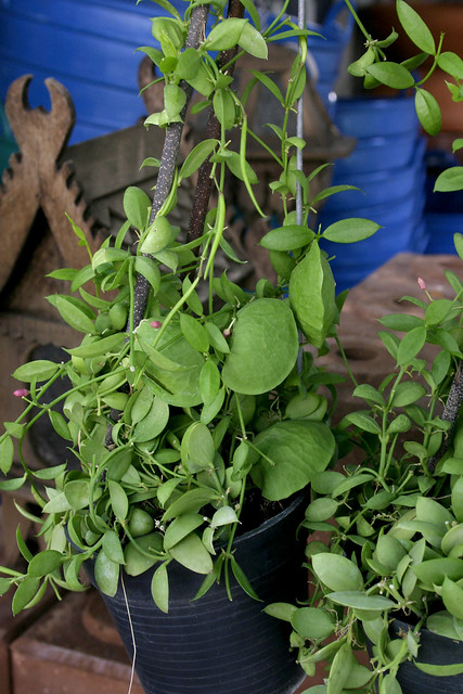 "Dischidia vidalii Kangaroo Pocket Plant in nursery pot"

