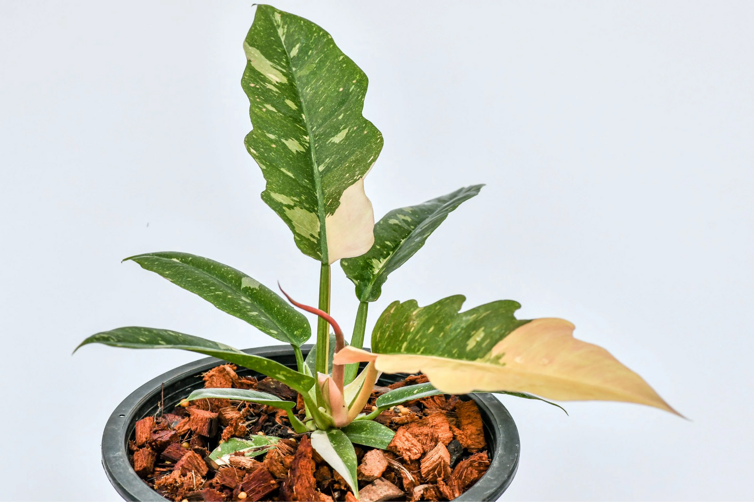 Philodendron 'Ring of Fire' – Rare Variegated Houseplant | Exotic & Vibrant Indoor Plant