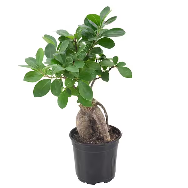 "Healthy Ficus Ginseng Bonsai in Nursery Pot"
"Thick Trunk Ginseng Bonsai Perfect for Zen Decor"
