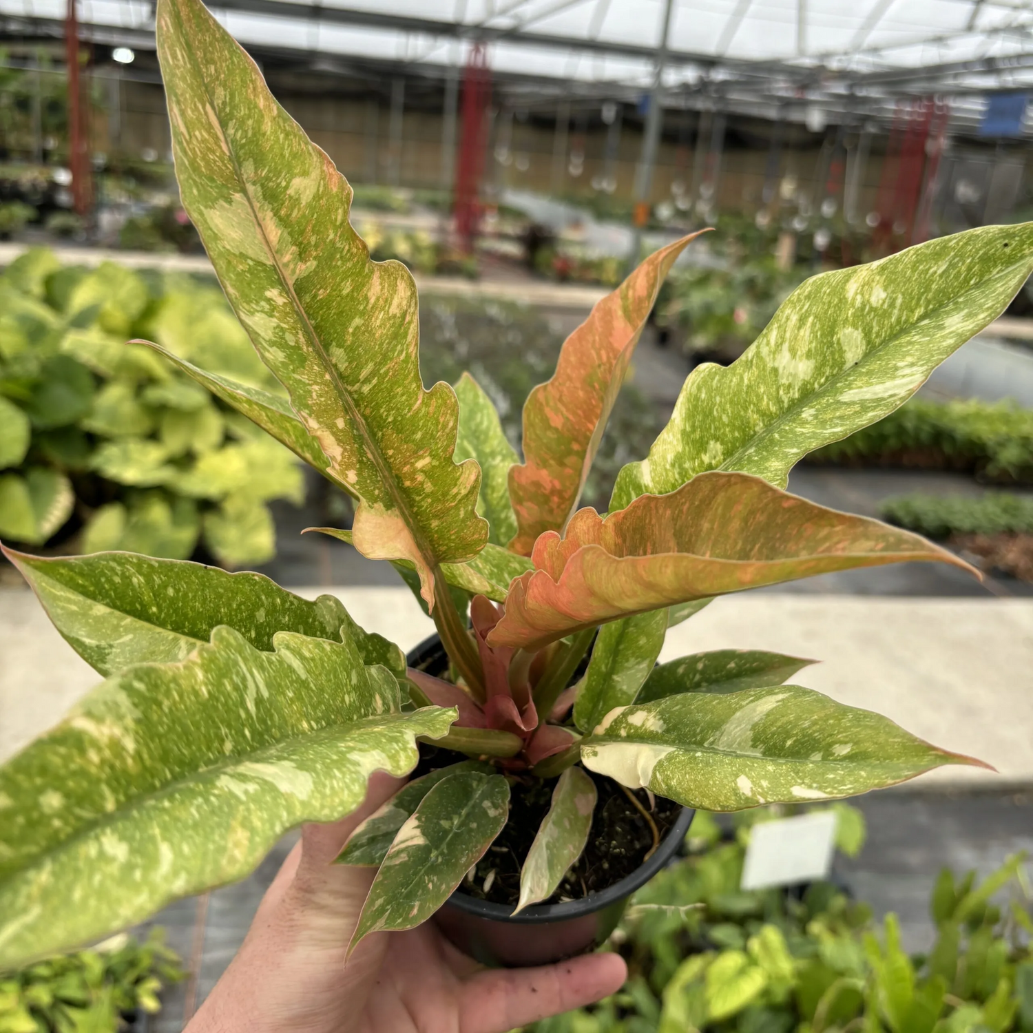 Philodendron 'Ring of Fire' – Rare Variegated Houseplant | Exotic & Vibrant Indoor Plant
