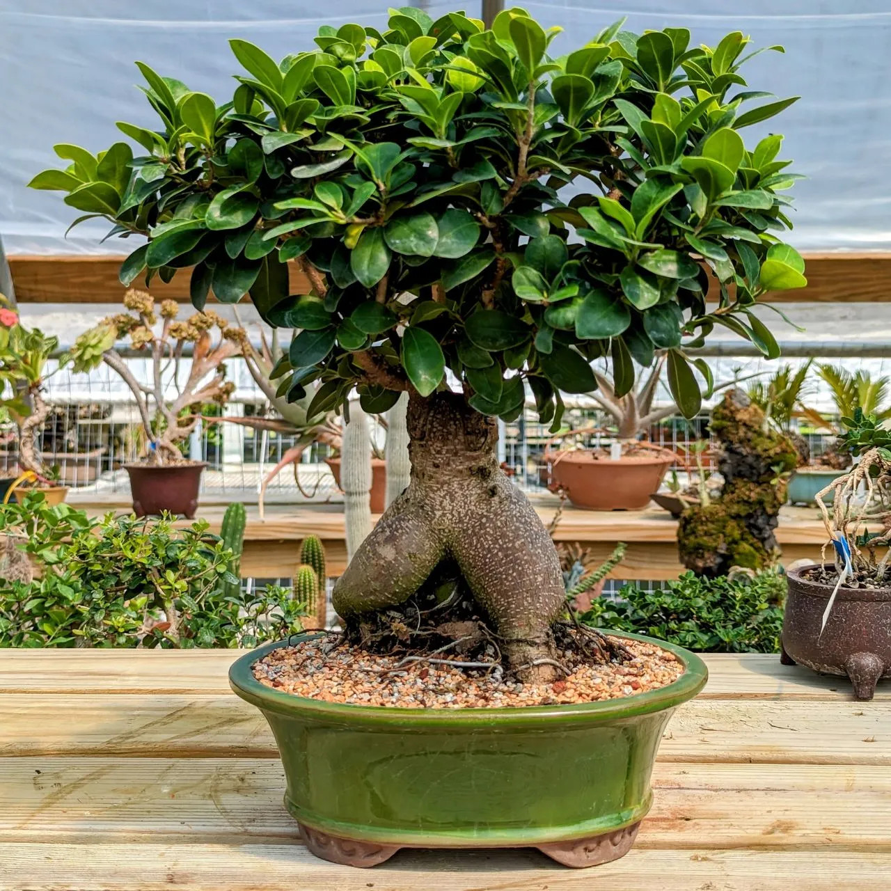 "Sculptural Bonsai Tree for Indoor Decor"

