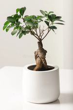 "Compact Ficus Ginseng Bonsai for Home Office"