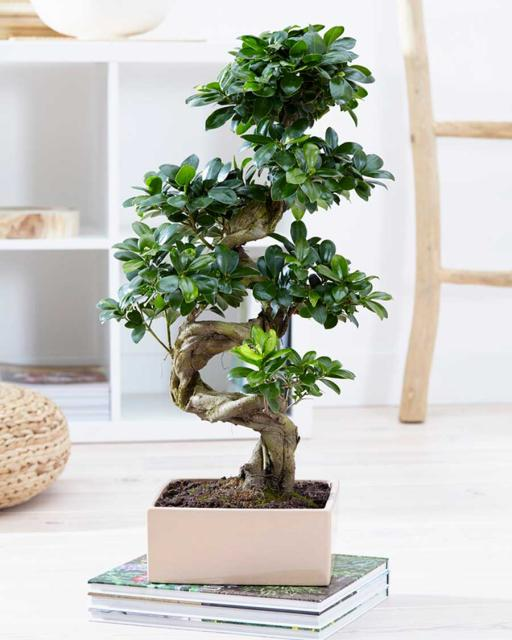 air purifying bonsai plants Ficus Ginseng Bonsai Tree – Easy-Care Indoor Plant – Live Houseplant f – Livinghomescape