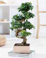 "Air Purifying Indoor Bonsai Plant"