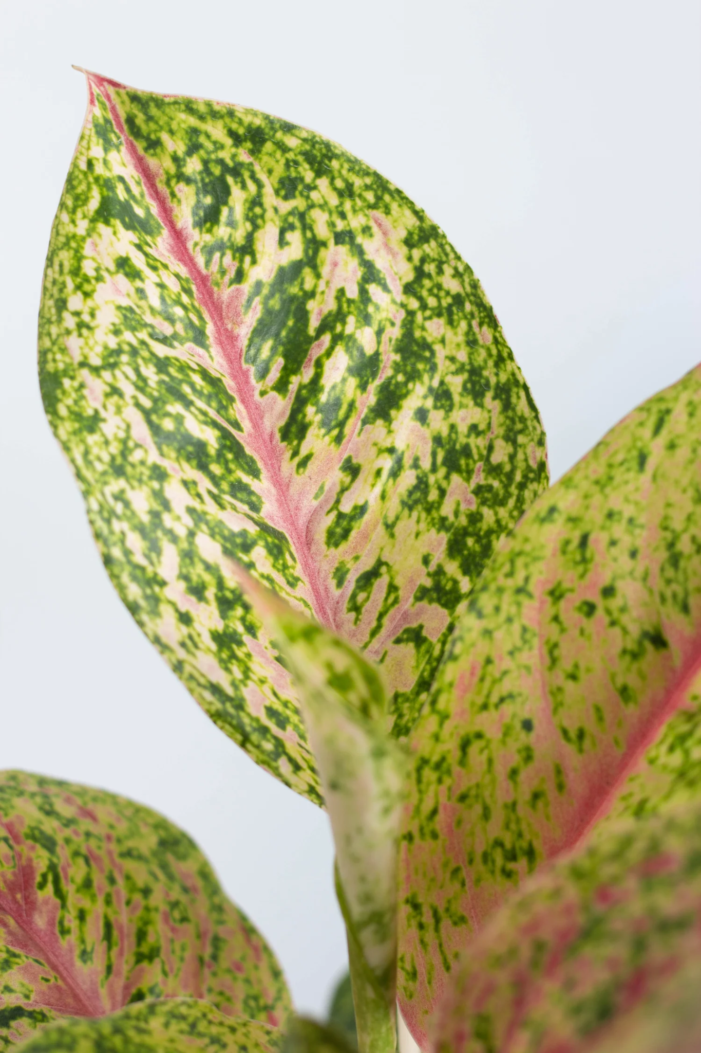 "Vibrant Aglaonema Golden Papaya Chinese Evergreen"