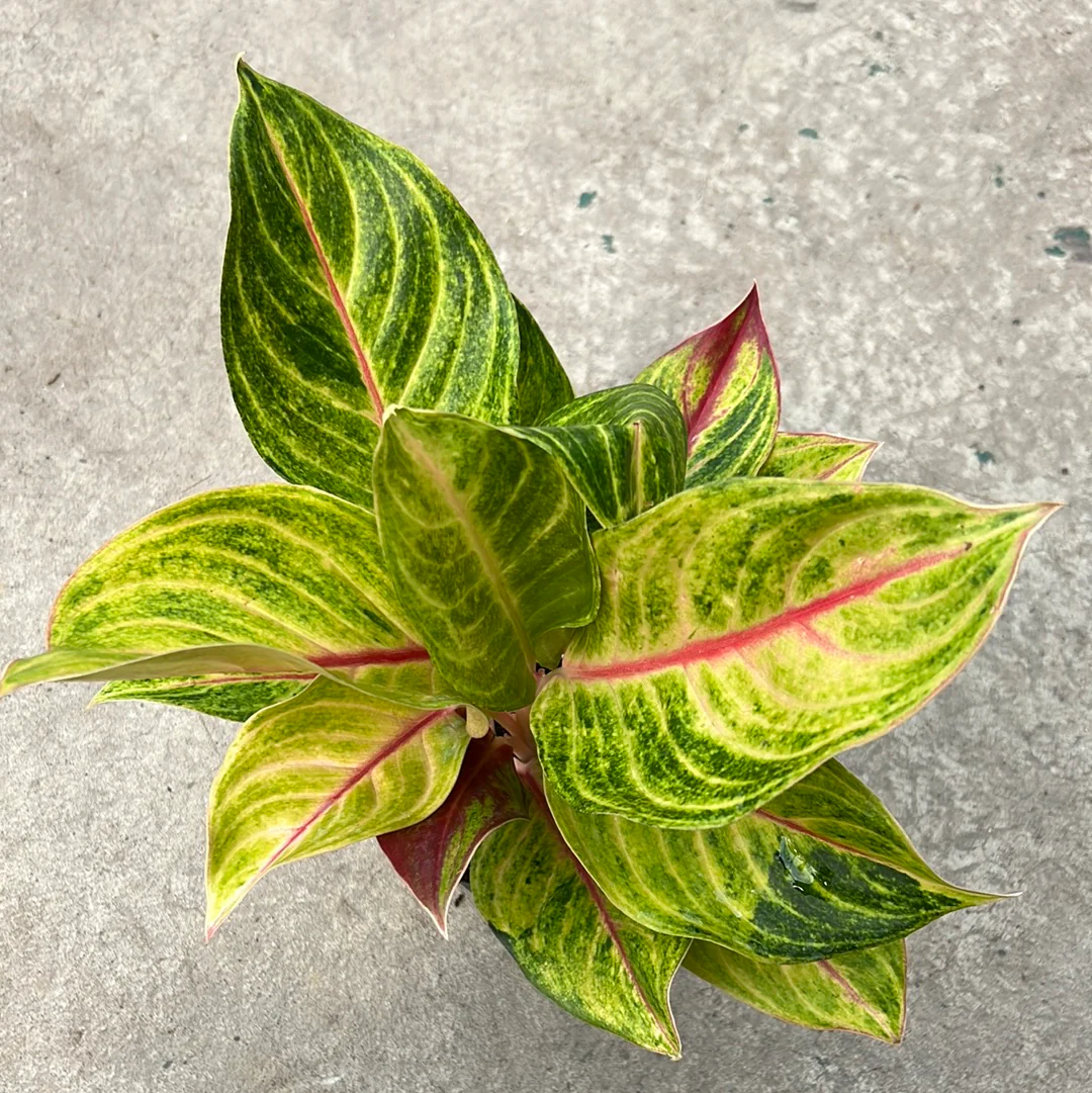 aglaonema golden fluorite Aglaonema 'Green Papaya' 6"
