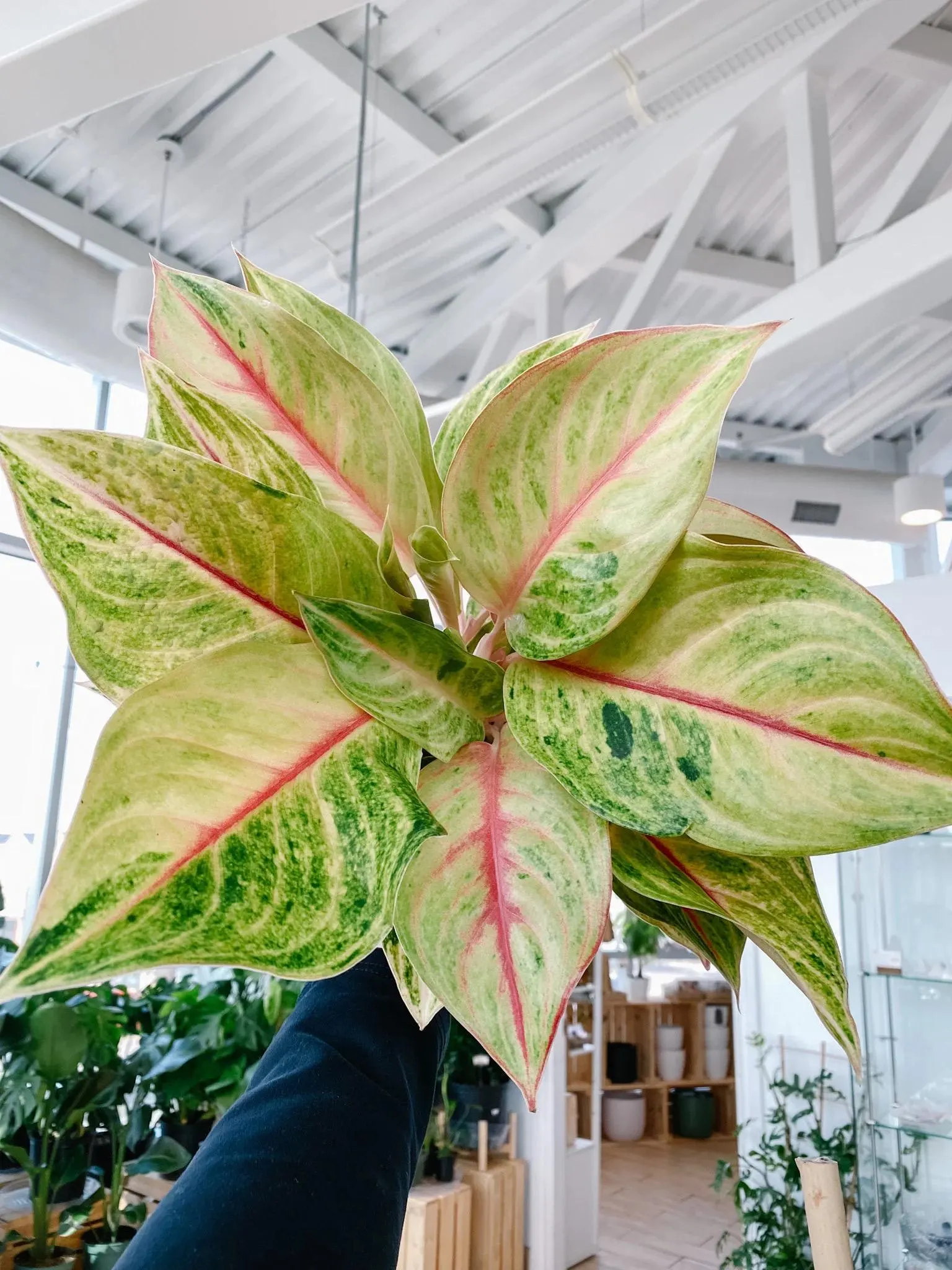papaya plant indoor Aglaonema 'Green Papaya' 6"