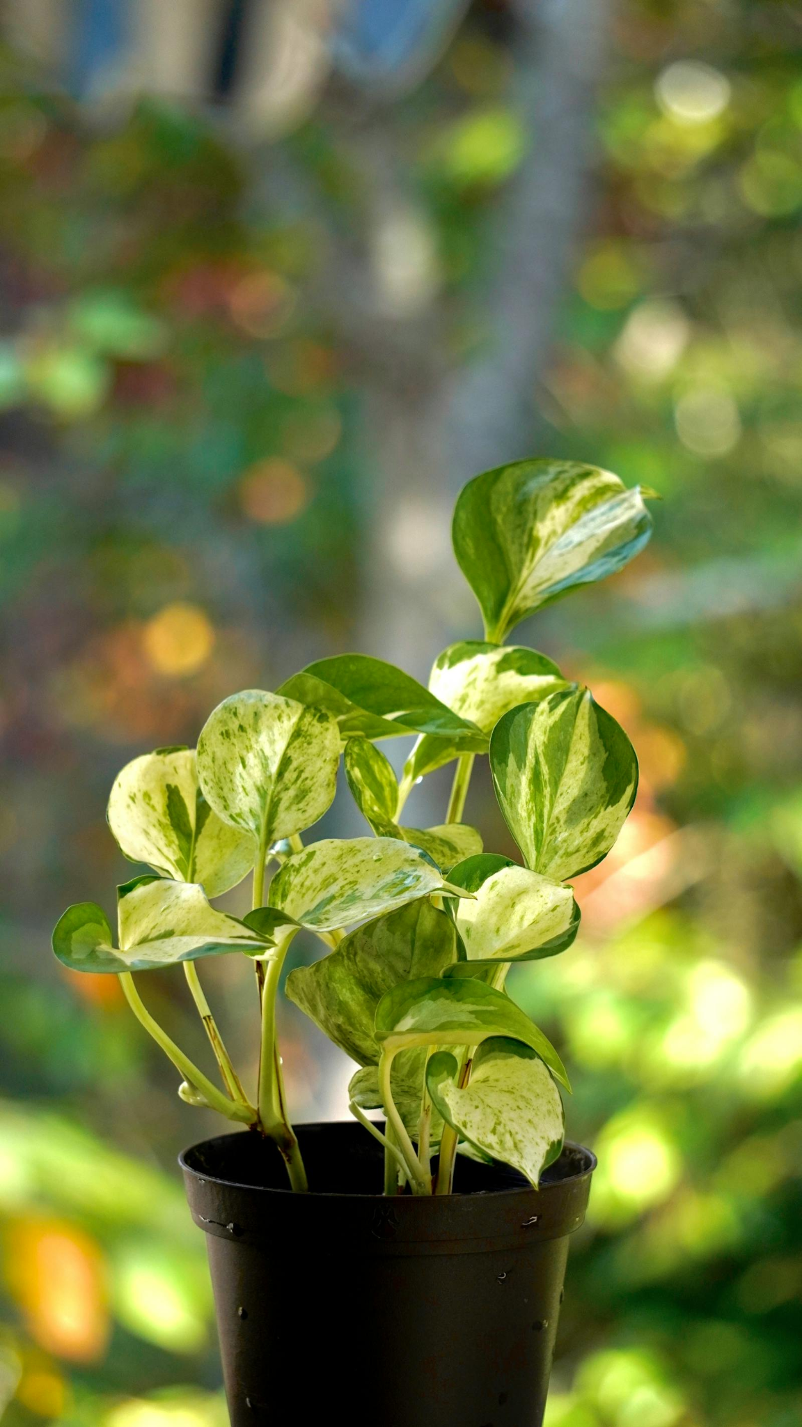 Pearls and Jade Pothos (Epipremnum aureum) – Elegant Indoor Houseplant with Stunning Variegation