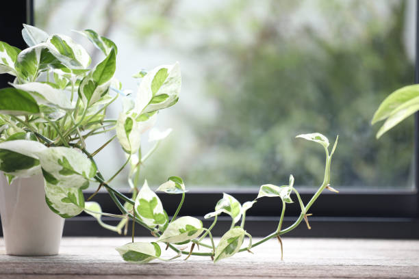 Pearls and Jade Pothos (Epipremnum aureum) – Elegant Indoor Houseplant with Stunning Variegation