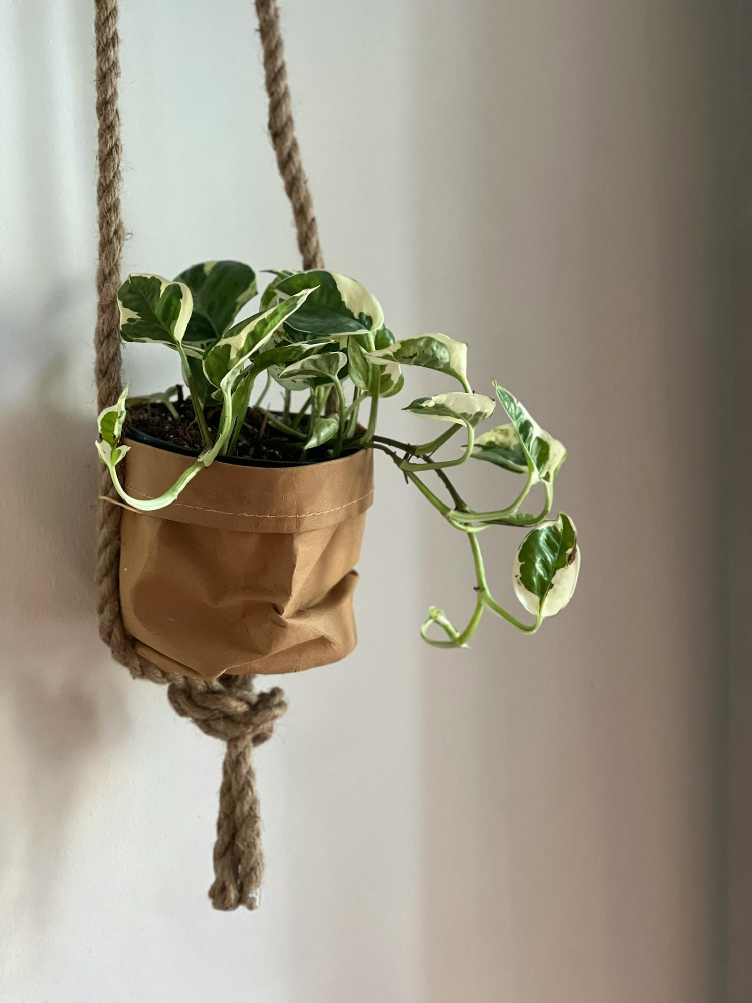 Pearls and Jade Pothos (Epipremnum aureum) – Elegant Indoor Houseplant with Stunning Variegation