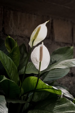 "Indoor Spathiphyllum plant with glossy leaves"
