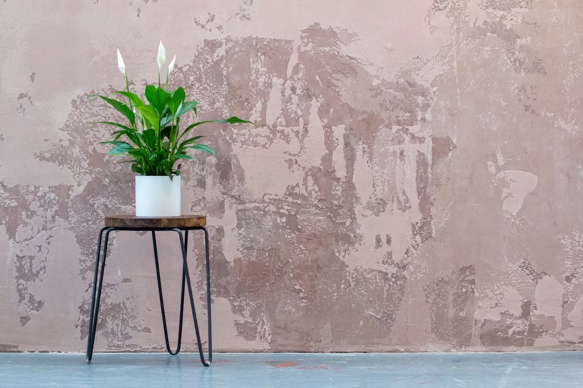 "Spathiphyllum Peace Lily in home setting"

