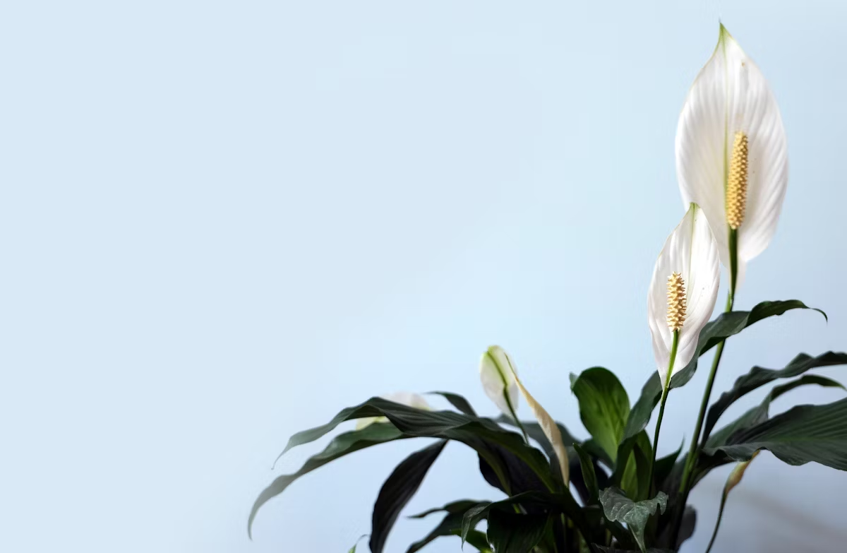 "Close-up of Peace Lily white flowers"

