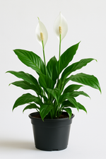 "Spathiphyllum Peace Lily in decorative pot"
