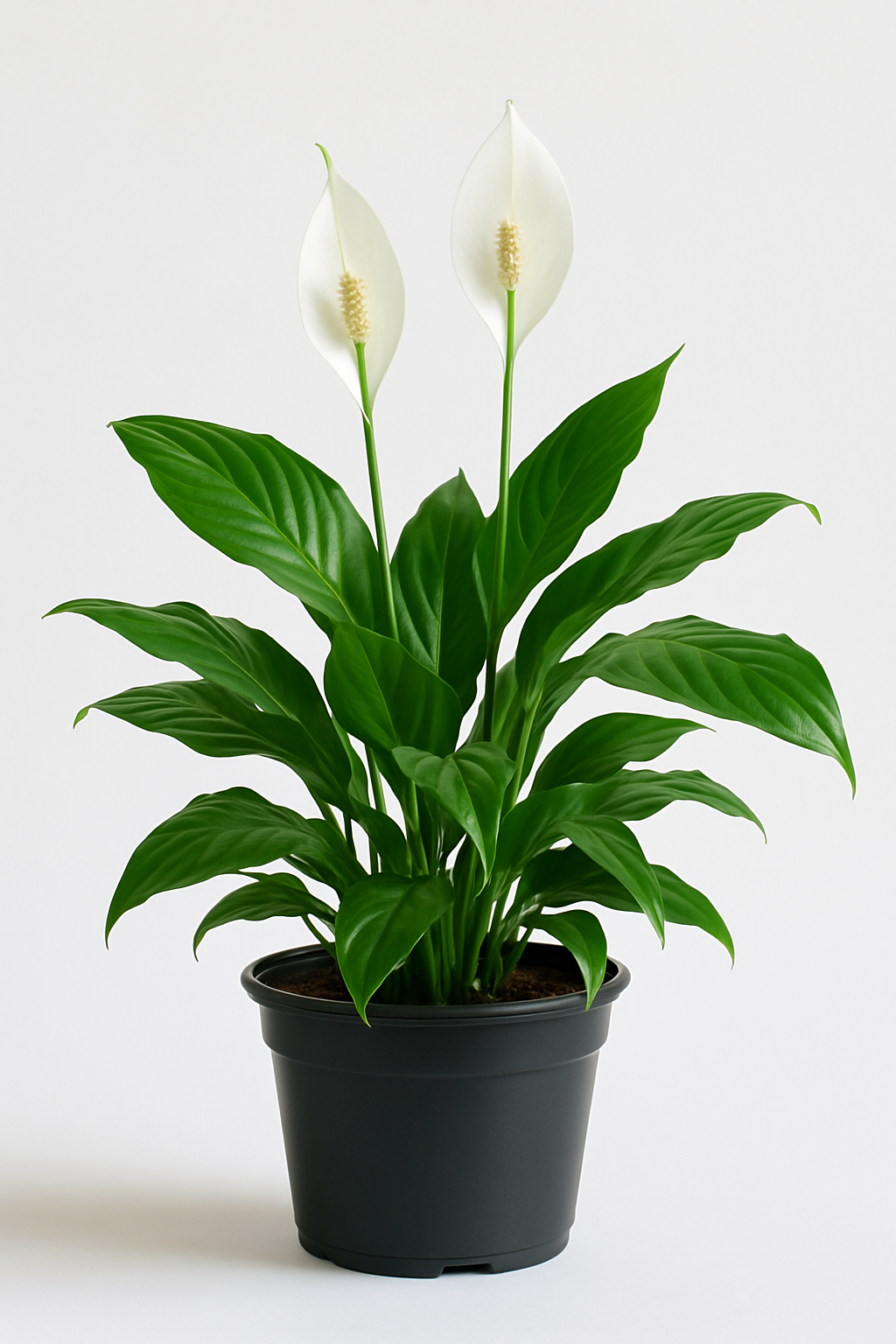 "Spathiphyllum Peace Lily in decorative pot"
